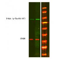 B-Myb (Phospho-Thr494/497) Antibody