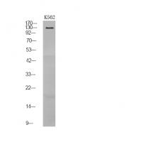 Ret (Phospho-Tyr1096) Antibody