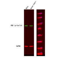 FER (Phospho-Tyr714) Antibody