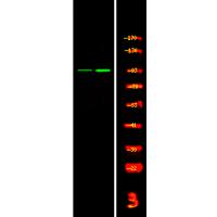 FGFR4 (Phospho-Tyr754) Antibody