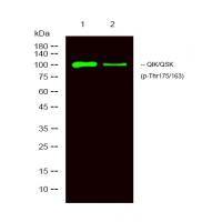 QIK/QSK (Phospho-Thr175/221) Antibody