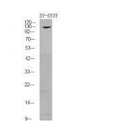 FGFR1/2 (Phospho-Tyr730/733) Antibody