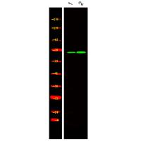 BORA (Phospho-Ser497) Antibody