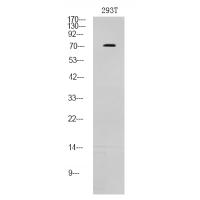 p73 (Phospho-Thr86) Antibody