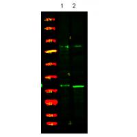 USF1 (Phospho-Thr153) Antibody