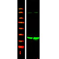 XRCC4 (Phospho-Ser260) Antibody