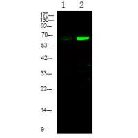 EPHA1 (Phospho-Tyr781) Antibody