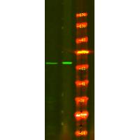CD19 (Phospho-Tyr500) Antibody