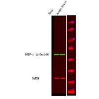 G3BP-1 (Phospho-Ser149) Antibody