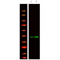 NDEL1 (Phospho-Thr219) Antibody