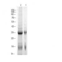 NPM (Phospho-Ser70) Antibody