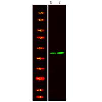 STYK1/NOK (Phospho-Tyr327) Antibody