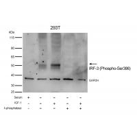 IRF-3 (Phospho-Ser386) Antibody