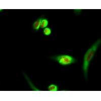 Histone H3(Acetyl-Lys9) Rabbit Polyclonal Antibody