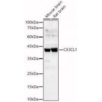 CX3CL1 Rabbit Polyclonal Antibody