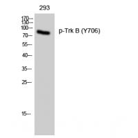 TrkB(Phospho-Tyr705) Antibody