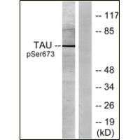 Tau(Phospho-Ser673) Antibody