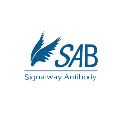 Syndecan 1 Antibody Biotin Conjugated