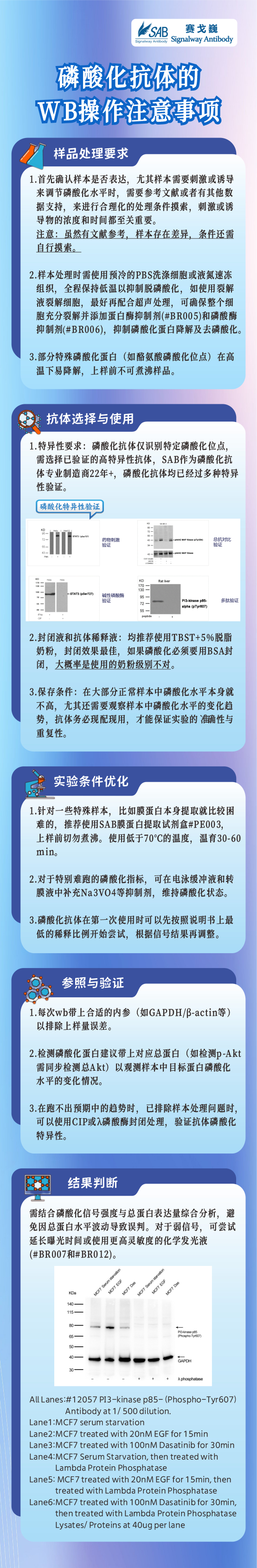 1744011066201816.jpg 磷酸化抗体的WB操作注意事项.jpg