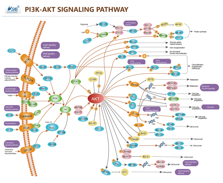 1755567280632704.png 通路图.png